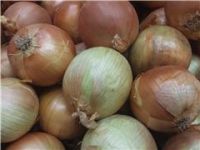 Onions, Organic Spanish